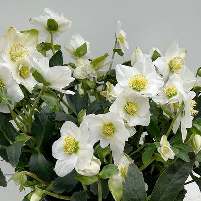 Christrose 'Wintersun', weiß, Schalen-Ø 27 cm