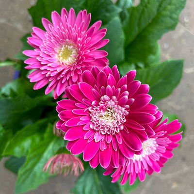 Gerbera 'Garvinea® Rosa-Weiß', Topf-Ø 19 cm