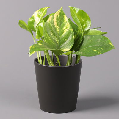 Efeutute mit Keramiktopf Dallas anthrazit, Topf-Ø 12 cm, 2 Pflanzen