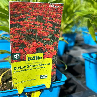 Sonnenbraut 'Rubinzwerg', Topf 11x11 cm, 3 Pflanzen