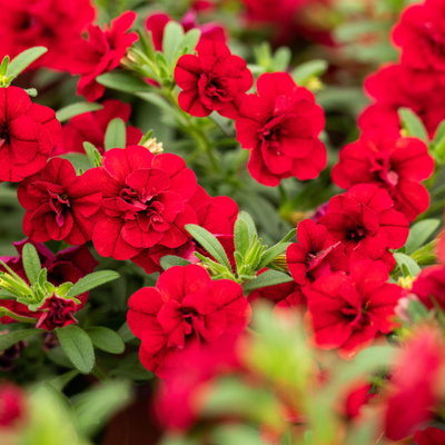 Zauberglöckchen, rot, gefüllt, Topf-Ø 13 cm, 6 Pflanzen