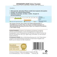 Thompson & Morgan Blumensamen Spinnenblume Colour Fountain Mischung