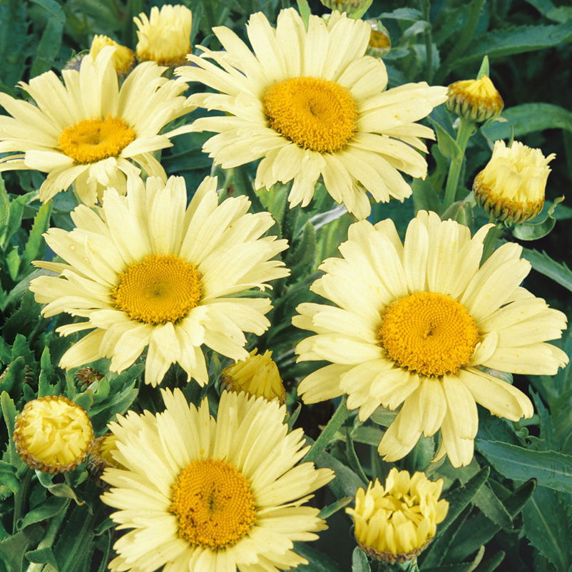 Bio Gelbe Margerite 'Banana Cream', TopfØ 11 cm, 3erSet kaufen