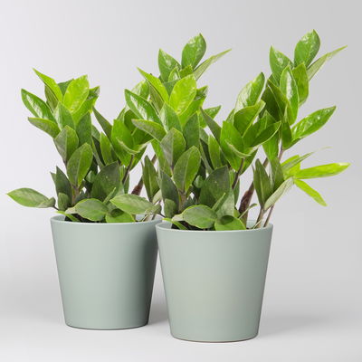 Glücksfeder inkl. Übertopf 'Dallas' gletscherblau, Topf -Ø 12 cm, 2 Pflanzen