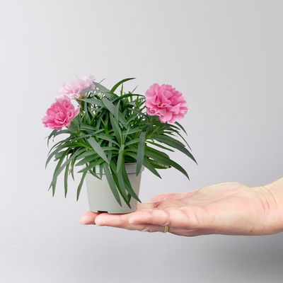 Nelke 'I Love U', Mini, pink-rosa-weiß, Topf-Ø 7 cm, 6 Pflanzen