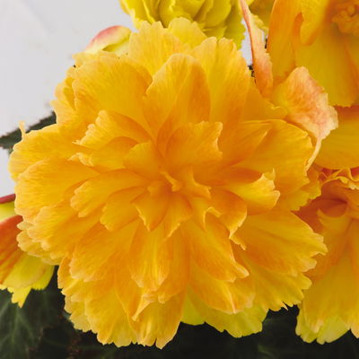 Begonie aufrecht, Farbe zufällig, Topf-Ø 13 cm, 6 Pflanzen