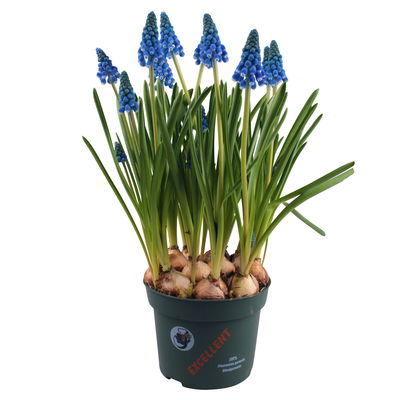 Traubenhyazinthe 'Big Smile' blau, vorgetrieben, Topf-Ø 10,5 cm, 6 Pflanzen Traubenhyazinthe 'Big Smile' blau, vorgetrieben, Topf-Ø 10,5 cm, 6 Pflanzen