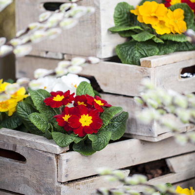 Primel rot, Topf-Ø 10,5 cm, 8 Pflanzen Primel rot, Topf-Ø 10,5 cm, 8 Pflanzen