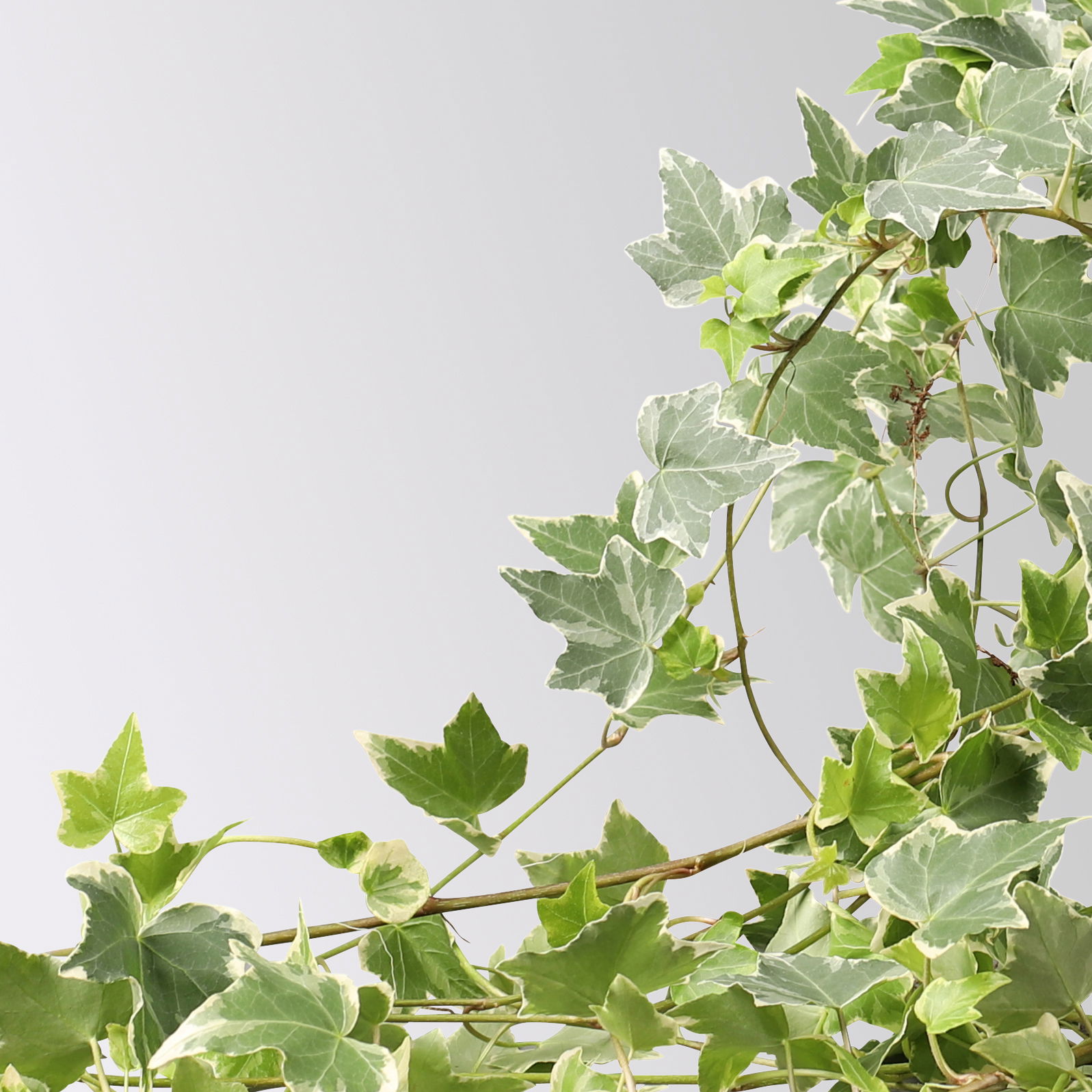 Weißbunter Efeu inkl. Keramiktopf Dallas anthrazit, Topf-Ø 12/13 cm, 3er-Set Weißbunter Efeu inkl. Keramiktopf Dallas anthrazit, Topf-Ø 12/13 cm, 3er-Set