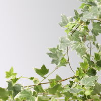 Weißbunter Efeu inkl. Keramiktopf Dallas anthrazit, Topf-Ø 12/13 cm, 3er-Set Weißbunter Efeu inkl. Keramiktopf Dallas anthrazit, Topf-Ø 12/13 cm, 3er-Set