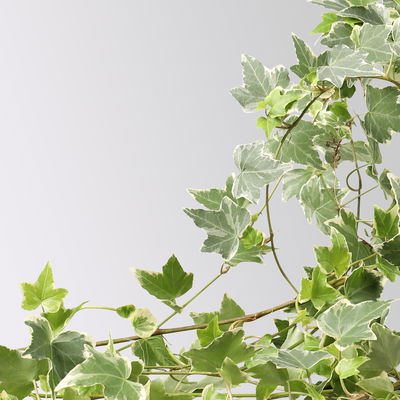 Weißbunter Efeu inkl. Keramiktopf Dallas anthrazit, Topf-Ø 12/13 cm, 3er-Set Weißbunter Efeu inkl. Keramiktopf Dallas anthrazit, Topf-Ø 12/13 cm, 3er-Set