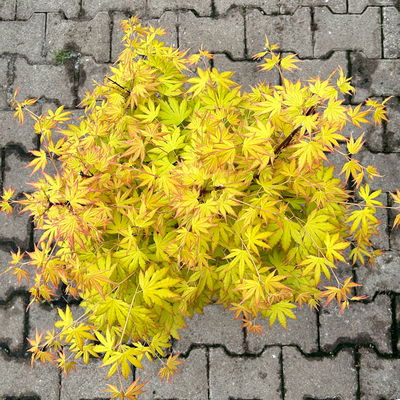 Japanischer Fächerahorn 'Orange Dream', Höhe 80 - 100 cm, Topf 10 Liter