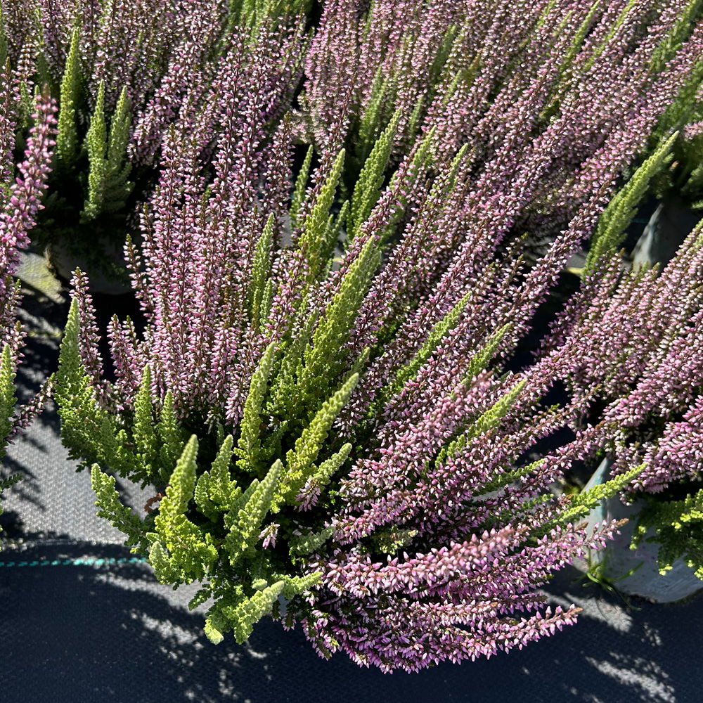 Calluna 'Beauty Ladies® Mintberry', rot/lila mit mint, Topf-Ø 13 cm, 3 Pflanzen