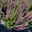 Calluna 'Beauty Ladies® Mintberry', rot/lila mit mint, Topf-Ø 13 cm, 3 Pflanzen