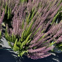 Calluna 'Beauty Ladies® Mintberry', rot/lila mit mint, Topf-Ø 13 cm, 3 Pflanzen