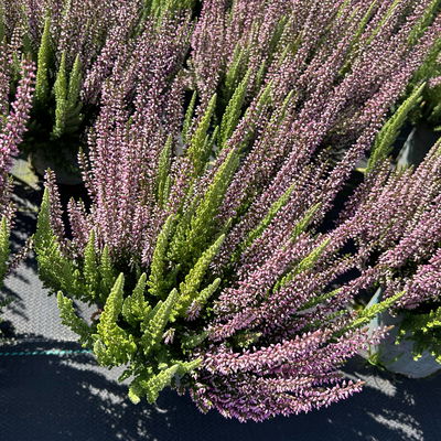 Calluna 'Beauty Ladies® Mintberry', rot/lila mit mint, Topf-Ø 13 cm, 3 Pflanzen Calluna 'Beauty Ladies® Mintberry', rot/lila mit mint, Topf-Ø 13 cm, 3 Pflanzen