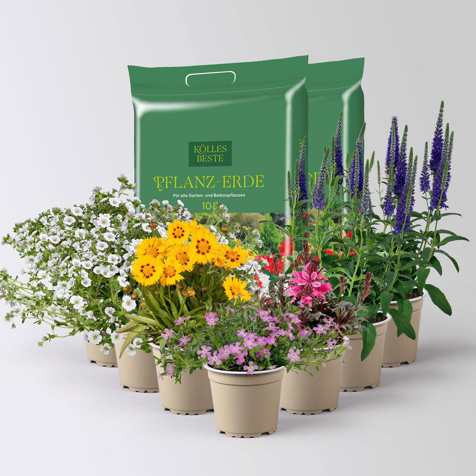 Pflanzenkreation Blütengeflüster, 7 Pflanzen inkl. Erde