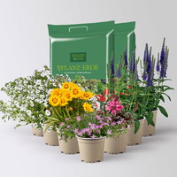 Pflanzenkreation Blütengeflüster, 7 Pflanzen inkl. Erde