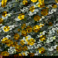 Pflanzenkreation 'Swimmingpool', 12 Pflanzen inkl. Erde und Dünger