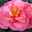 Knollenbegonie, 6er-Set, Begonie tuberhybride, rosa, Topf 11/12 cm Ø