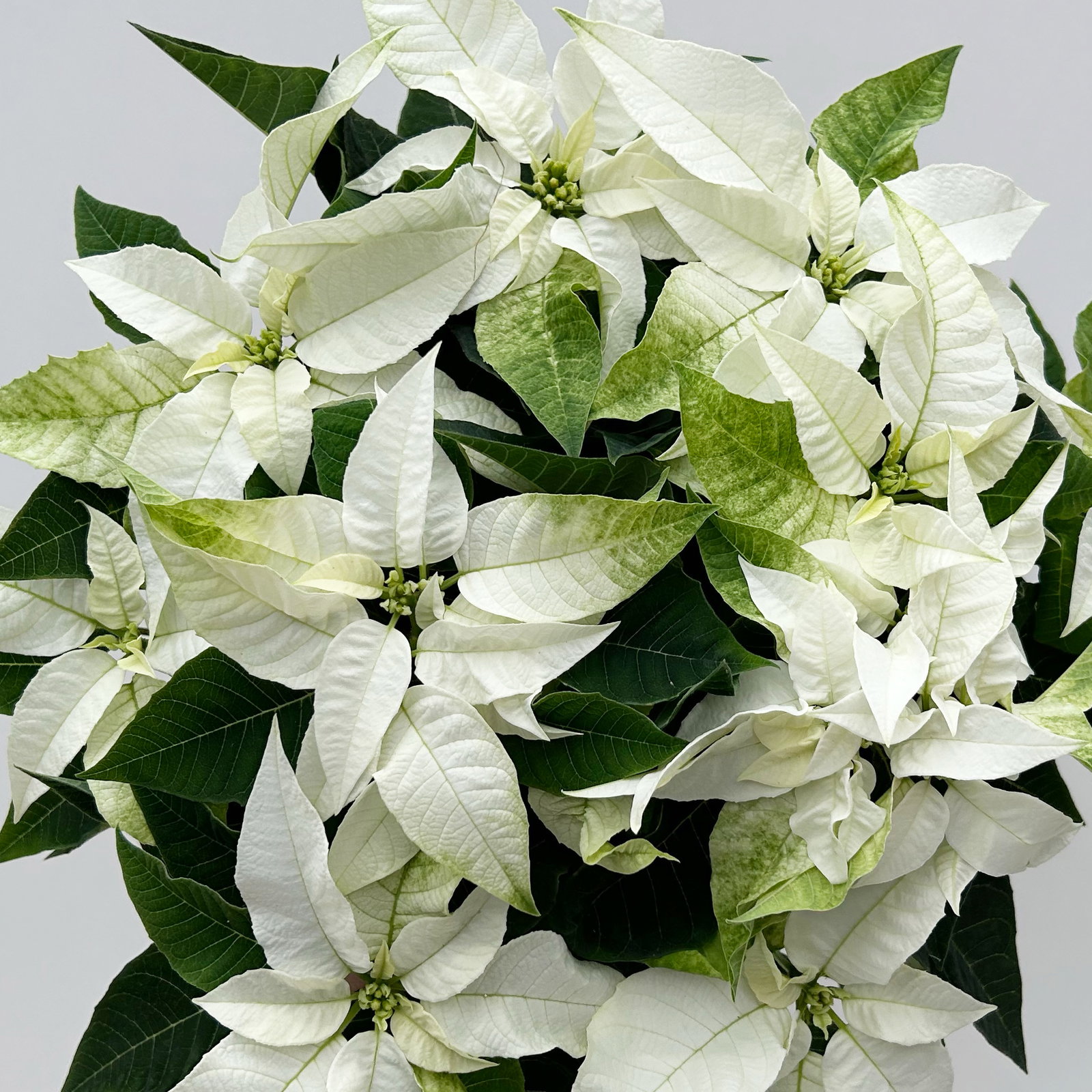 Bio Herbsttern, Euphorbia 'Princettia®', weiß, Topf-Ø 12 cm, 3 Pflanzen Bio Herbsttern, Euphorbia 'Princettia®', weiß, Topf-Ø 12 cm, 3 Pflanzen