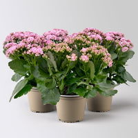 Kalanchoe 'Queen'®, rosa, Topf-Ø 14 cm, 3 Pflanzen