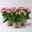 Kalanchoe 'Queen'®, rosa, Topf-Ø 14 cm, 3 Pflanzen Kalanchoe 'Queen'®, rosa, Topf-Ø 14 cm, 3 Pflanzen