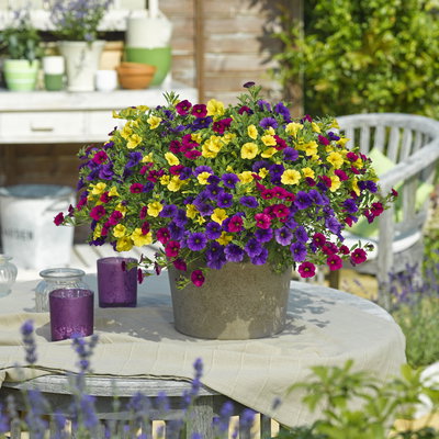 Zauberglöckchen 'MixMaster®Copacabana', pink-blau-gelb, Topf-Ø 12 cm, 6 Pflanzen