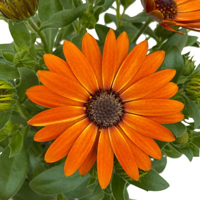 Kapkörbchen orange, Topf-Ø 12 cm, 6er-Set