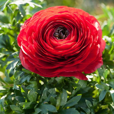 Ranunkel, rot, Topf-Ø 10,5 cm, 6 Pflanzen