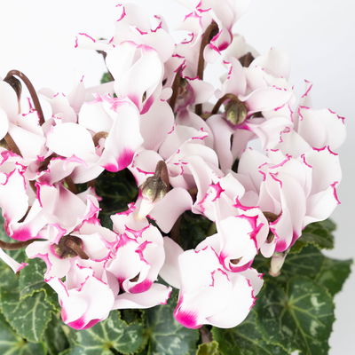 Alpenveilchen 'Exclusive® Victoria' weiss/rosa, Topf-Ø 10,5 cm, 4 Pflanzen