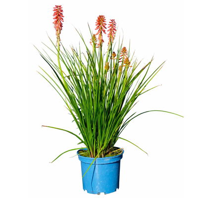 Fackellilie, Farbe zufällig, Topf-Ø ca. 19 cm