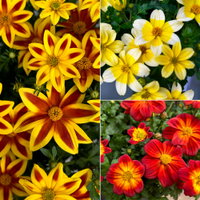 Goldmarie 'BLAZING', Sorte zufällig Topf-Ø 12 cm, 6 Pflanzen