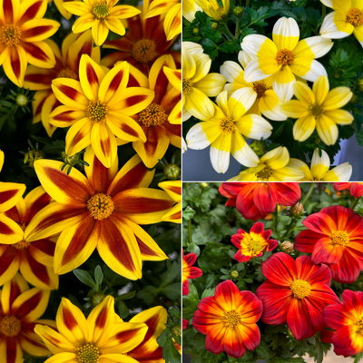 Goldmarie 'BLAZING', Sorte zufällig Topf-Ø 12 cm, 6 Pflanzen
