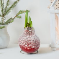 Amaryllis in Wachs XL, Dekor 'Snow Red', Blüte rot Amaryllis in Wachs XL, Dekor 'Snow Red', Blüte rot