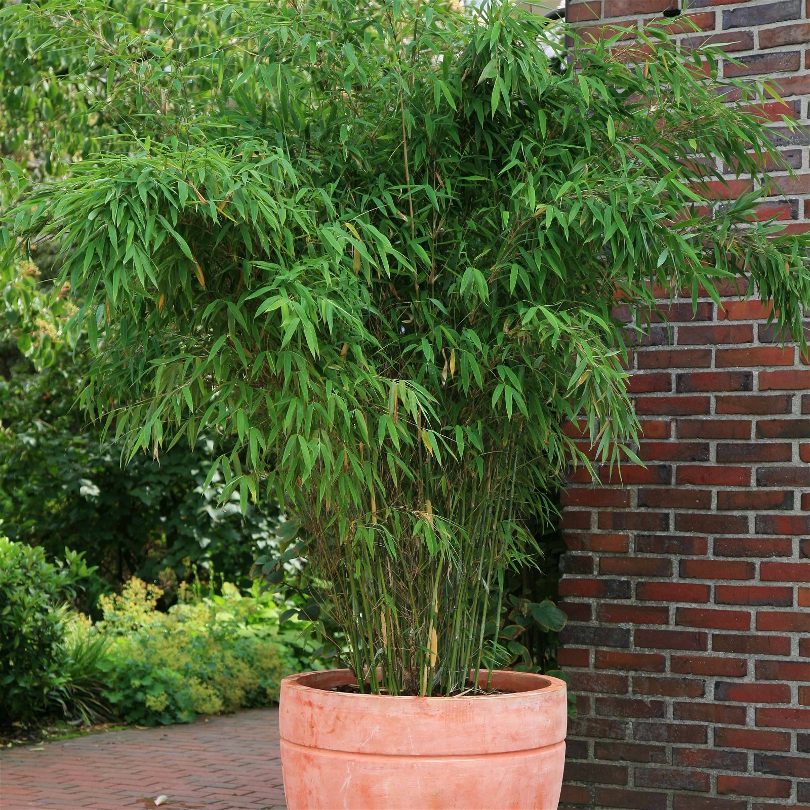 Bambus-Hecken-Set Fargesia 'Jumbo', 25er-Set, Höhe 80-100 cm, Topf 10 Liter