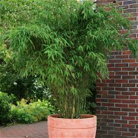 Bambus-Hecken-Set Fargesia 'Jumbo', 25er-Set, Höhe 80-100 cm, Topf 10 Liter