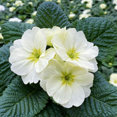 Primel 'Mojito', cremeweiß, Topf-Ø 11 cm, 8 Pflanzen Primel 'Mojito', cremeweiß, Topf-Ø 11 cm, 8 Pflanzen