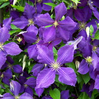 Kölle Clematis 