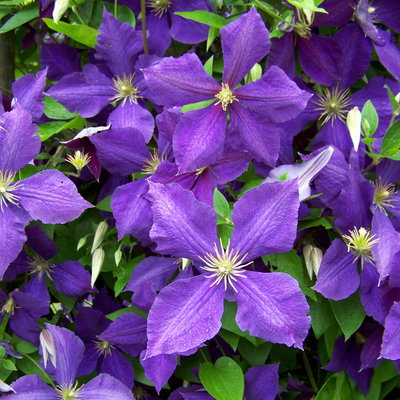 Kölle Clematis 
