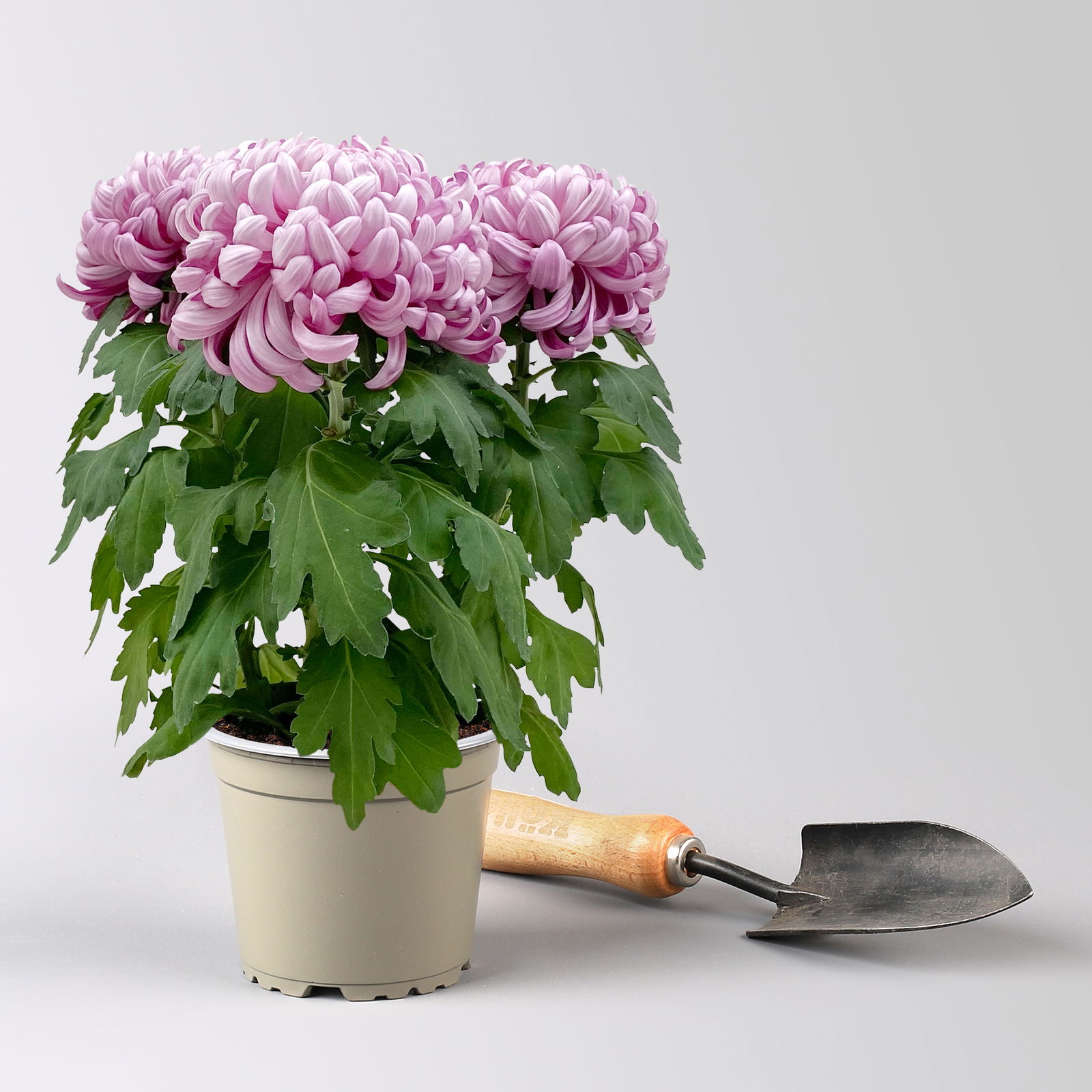 Chrysantheme 'Cosmo', lila, großblumig, Topf-Ø 12 cm, 3 Pflanzen