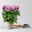 Chrysantheme 'Cosmo', lila, großblumig, Topf-Ø 12 cm, 3 Pflanzen