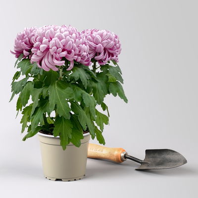 Chrysantheme 'Cosmo', lila, großblumig, Topf-Ø 12 cm, 3 Pflanzen Chrysantheme 'Cosmo', lila, großblumig, Topf-Ø 12 cm, 3 Pflanzen