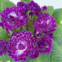 Primel 'Belarina Purple Dawn' lila, Topf-Ø 12 cm, 3er-Set