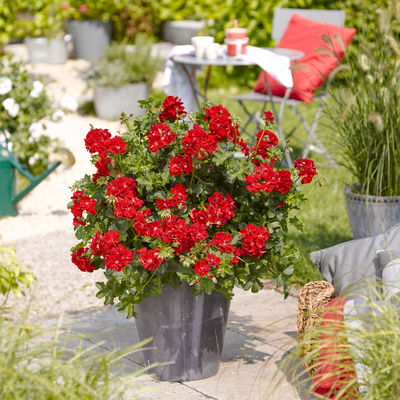 Geranie 'Medio Gabry Red' rot, hängend, Topf-Ø 13 cm, 6er-Set Geranie 'Medio Gabry Red' rot, hängend, Topf-Ø 13 cm, 6er-Set
