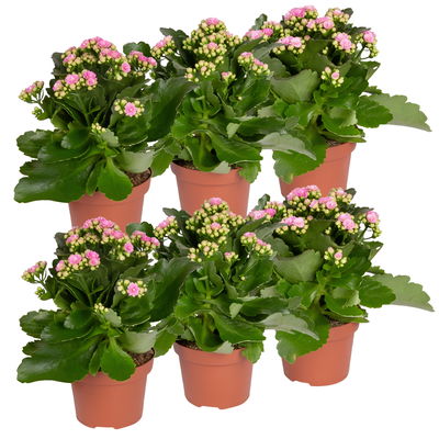 Kalanchoe 'Calandiva'®, rosa, Topf-Ø 12 cm, Höhe ca. 27,5 cm, 6er-Set