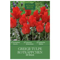 Greigii Tulpen Rotkäppchen rot, 20 Blumenzwiebeln