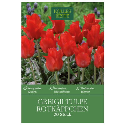Greigii Tulpen Rotkäppchen rot, 20 Blumenzwiebeln Greigii Tulpen Rotkäppchen rot, 20 Blumenzwiebeln