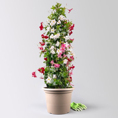 Dipladenie 'Trio', rot, rosa & weiß, Pyramide, Topf-Ø 40 cm, Höhe ca. 180 cm