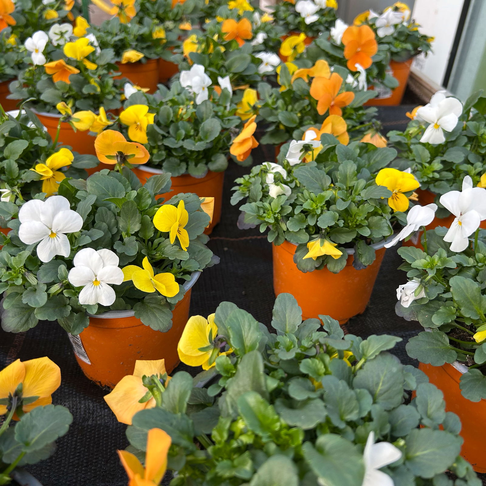 Hornveilchen 'Trio', orange-gelb-weiß, Topf-Ø 10/11 cm, 8 Pflanzen Hornveilchen 'Trio', orange-gelb-weiß, Topf-Ø 10/11 cm, 8 Pflanzen